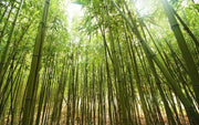 Magic of Bamboo: The Green Revolution for Sustainable Living
