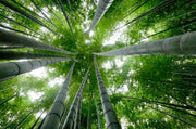 10 Interesting Facts About Bamboo