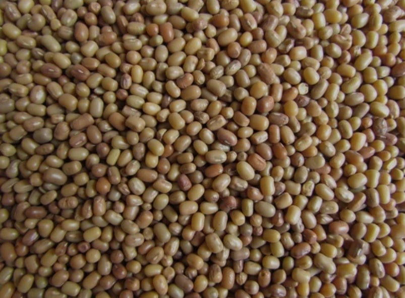 MATKI 500 GM