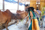 Load image into Gallery viewer, एक गाय – एक परिवार योजना -  6 माह
